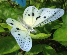 Solar energy-Butterfly